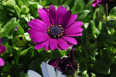 Aster ??