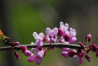 Redbud Blossoms