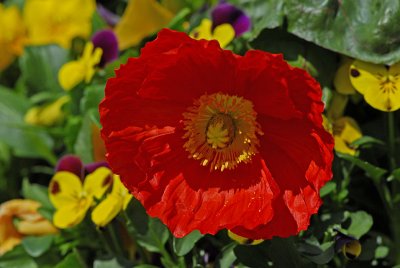 Iceland Poppy
