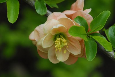 Mystery Flower ??