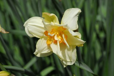 Daffodil with details