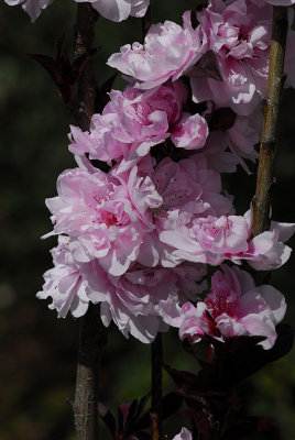 Azalea's ??