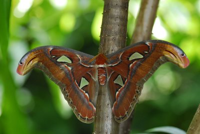 Atlas Moth sleeping