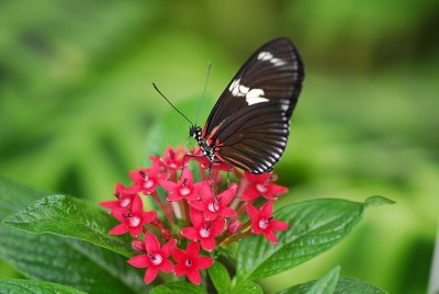 Nectar, Yummy