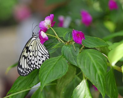 Paper Kite