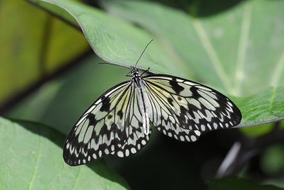 Paper Kite