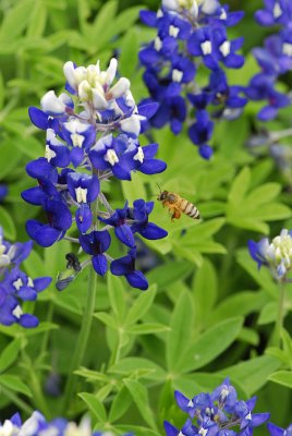 May I land, the pollen smells good