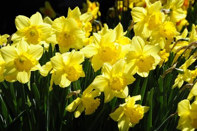 Daffodils