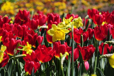 Tulip and Daffodil Mix