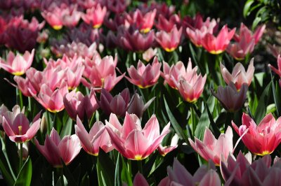 Tulips