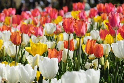 More Up close tulips