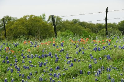 Along the fence