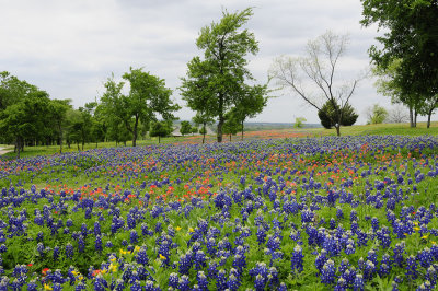 Bluebonnets & Indian Paintbrush