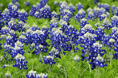 Amongst the Bluebonnets