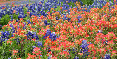 Springtime in Texas 2010