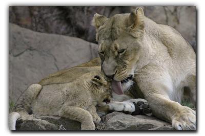 A little TLC from Mom lion