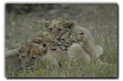  Another Visit With The Lions