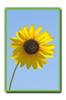 Backlit Sunflower @ Fort Griffen TX