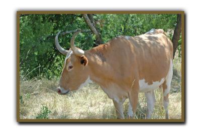 Lady Texas Longhorn @ Fort Griffen TX