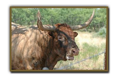Dad Texas Longhorn @ Fort Griffen TX