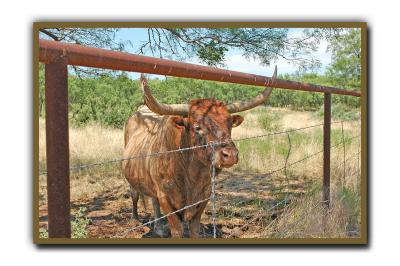 Dad Texas Longhorn @ Fort Griffen TX