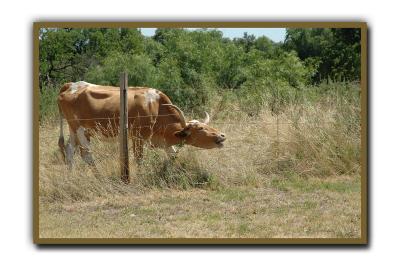 Lady Texas Longhorn @ Fort Griffen TX