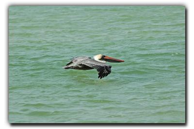 Pelican in Cruise, 12/21/05, Siesta Beach