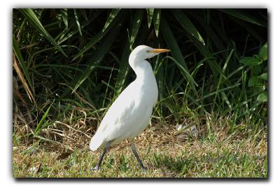 Cattle Egret, 12/21/05, Siesta Village