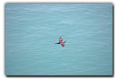 Cormorant over Big Sarasota Pass, 12/24/05
