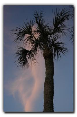 Palm Silhouette, 12/25/05, Siesta Tower