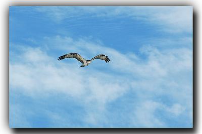 Osprey Flyover, 12/25/05, Siesta Beach