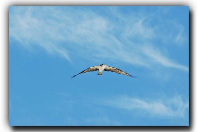 Osprey Flyover, 12/25/05, Siesta Beach