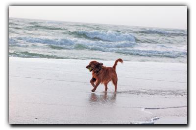 I got the ball, 12/25/05, Siesta Beach