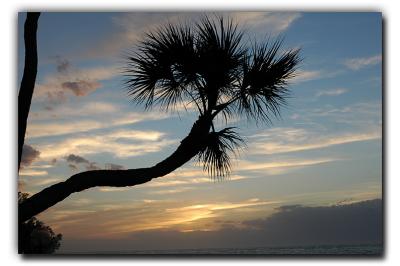 Palm at Sunset, 12/25/05, Siesta Tower