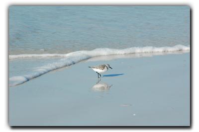 Lone Sandpiper, 12/26/05, Siesta Beach
