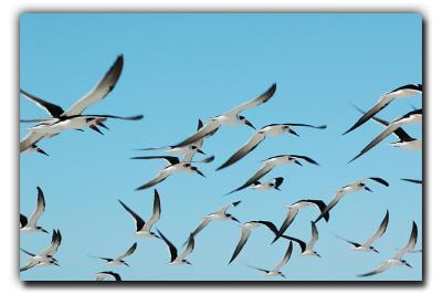 Terns, 12/26/05, Siesta Beach