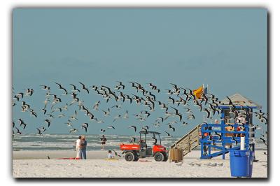 Terns, 12/26/05, Siesta Beach