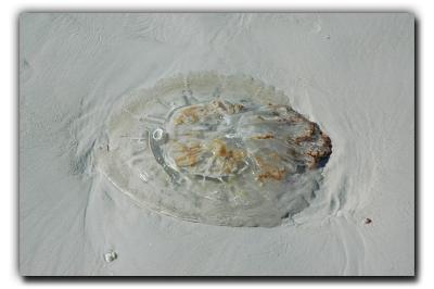 Dead Jelly, 12/27/05, Siesta Beach