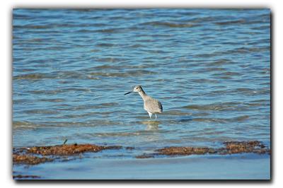 Willet, 12/27/05, Sarasota Bay Park