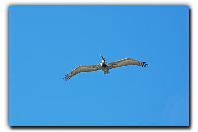 Pelican Overhead, 12/27/05, Siesta Beach