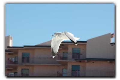 Seagull, 12/27/05, Siesta Beach