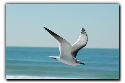 Seagull, 12/27/05, Siesta Beach