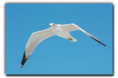 Seagull, 12/28/05, Siesta Beach