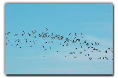 Terns, 12/28/05, Siesta Beach