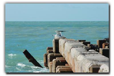 Gull on Pier, 12/28/05, Siesta Beach
