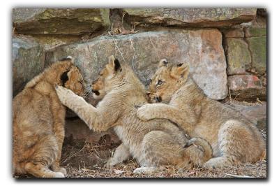  Lion Cubs @ Four Months Old