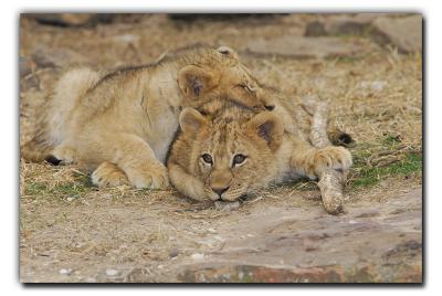  Lion Cubs @ Four Months Old