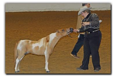 Miniature Horse Halter & Performance Comp.