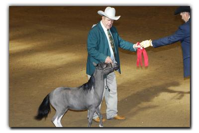 Miniature Horse Halter & Performance Comp.