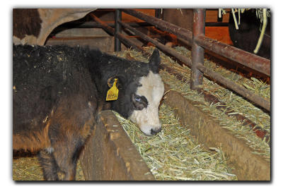 Hereford Calf Snacking